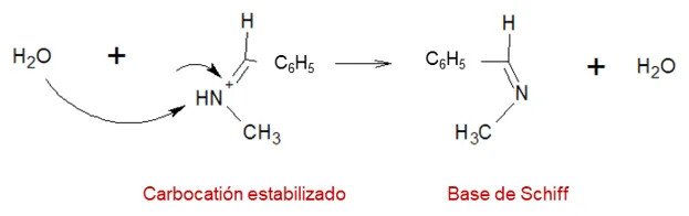 Diferencia entre la base de Schiff y el reactivo de Schiff