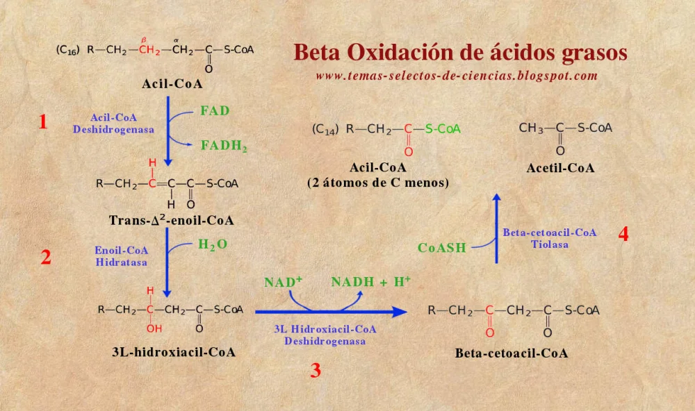 Diferencia entre la beta oxidación y la síntesis de ácidos grasos