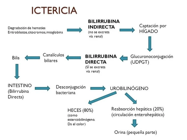 Diferencia entre la bilirrubina directa y la indirecta