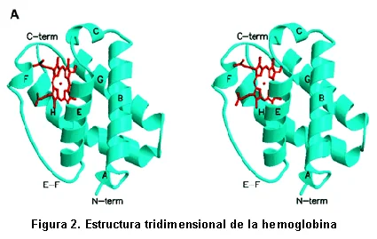 Diferencia entre la cadena alfa y la cadena beta en la hemoglobina