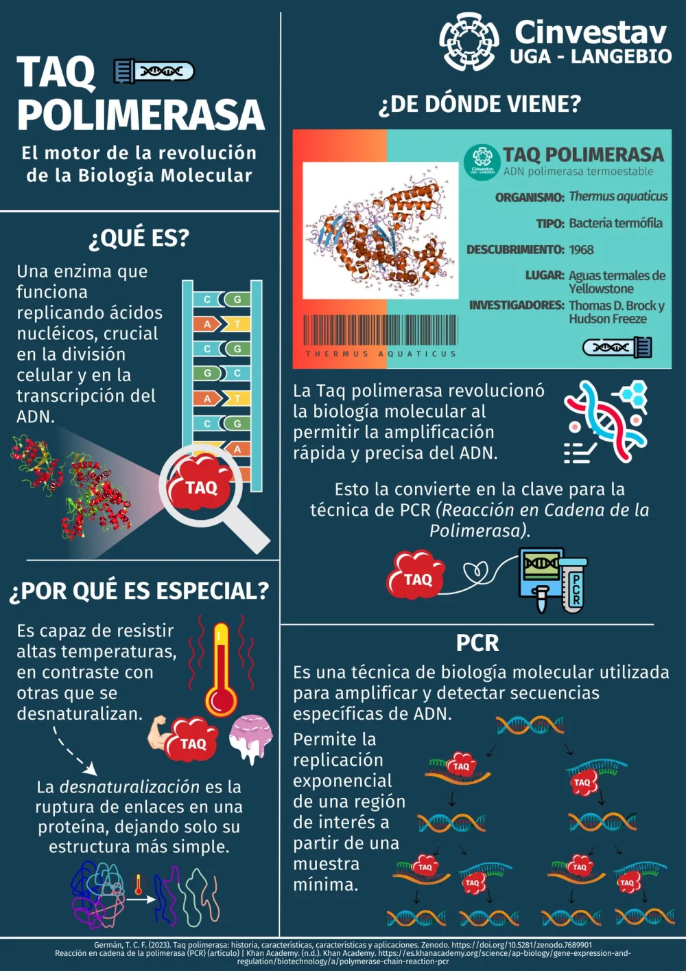 Diferencia entre la Taq polimerasa y la ADN polimerasa