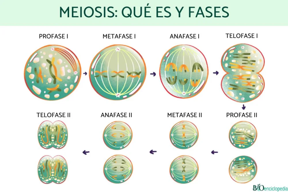 Diferencia entre la telofase 1 y 2