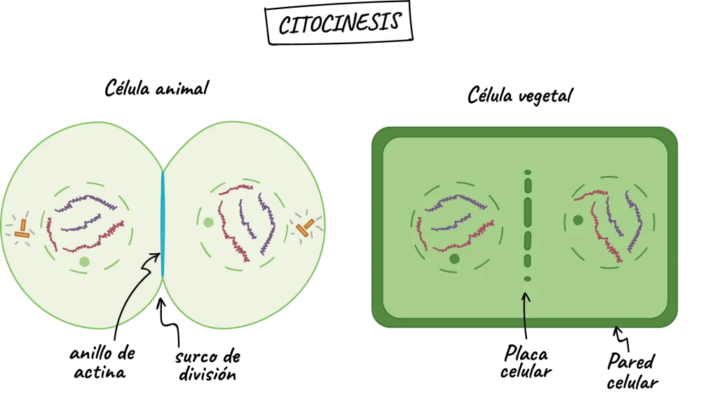 Diferencia entre la telofase y la citocinesis