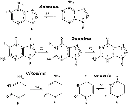 Diferencia entre oligonucleótido y polinucleótido