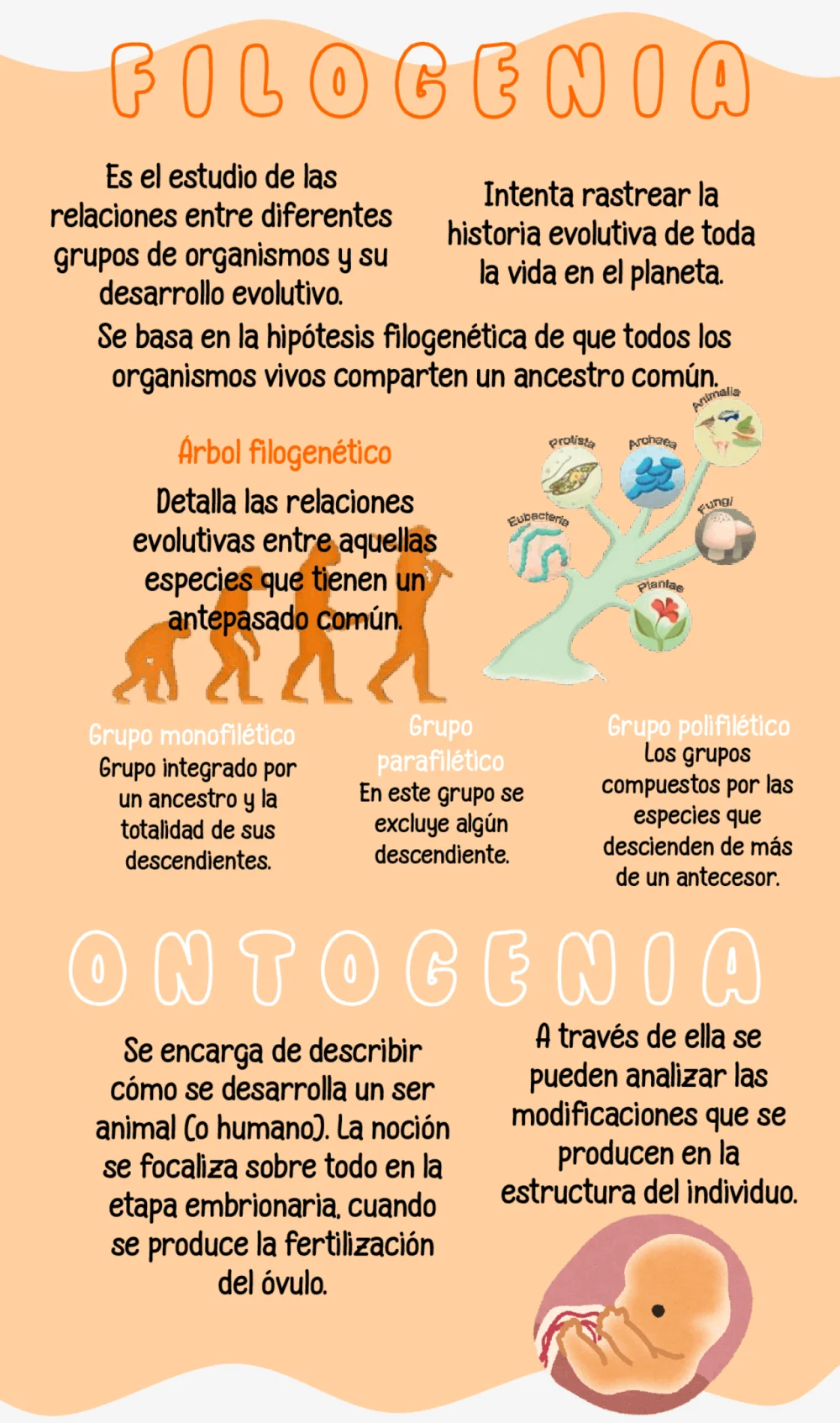 Diferencia entre ontogenia y filogenia