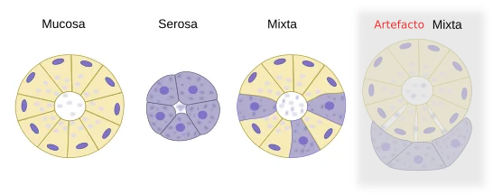 Diferencia entre seroso y mucoso