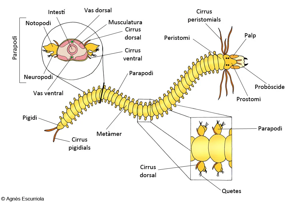 Diferencia entre setas y parapodios