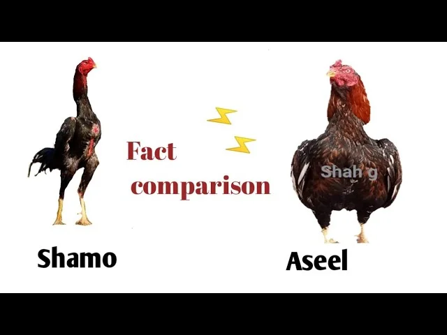 Diferencia entre Shamo y Aseel