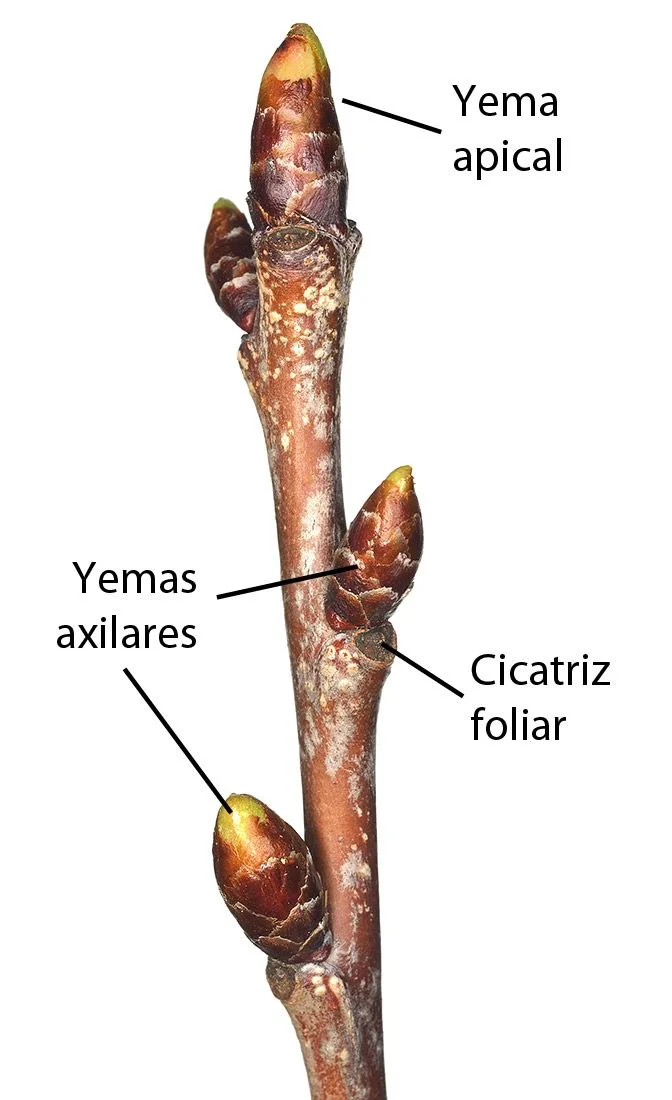 Diferencia entre yema apical y yema axilar