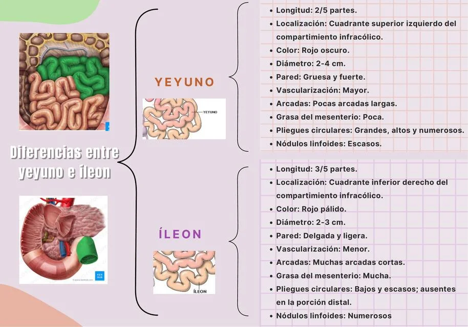 Diferencia entre yeyuno e íleon
