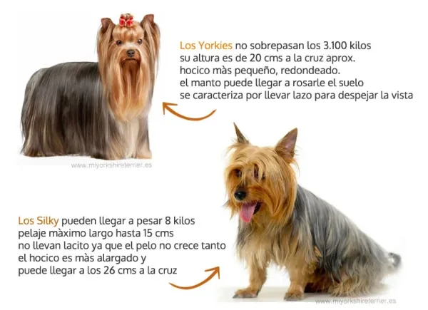 Diferencia entre Yorkie y Silky Terrier