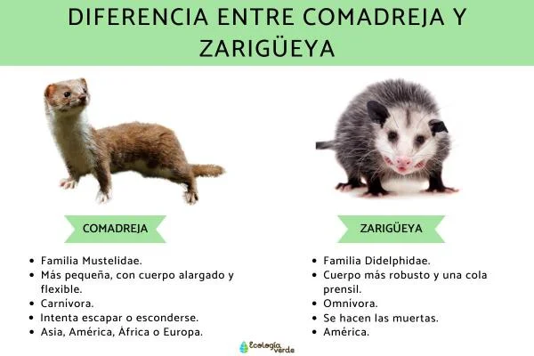 Diferencia entre zarigüeya y zarigüeya