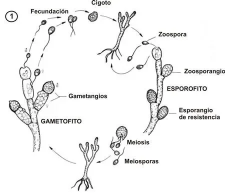 Diferencia entre zoospora y cigoto