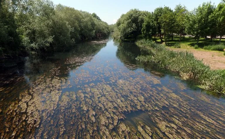 ¿Qué son los ecosistemas de agua dulce?