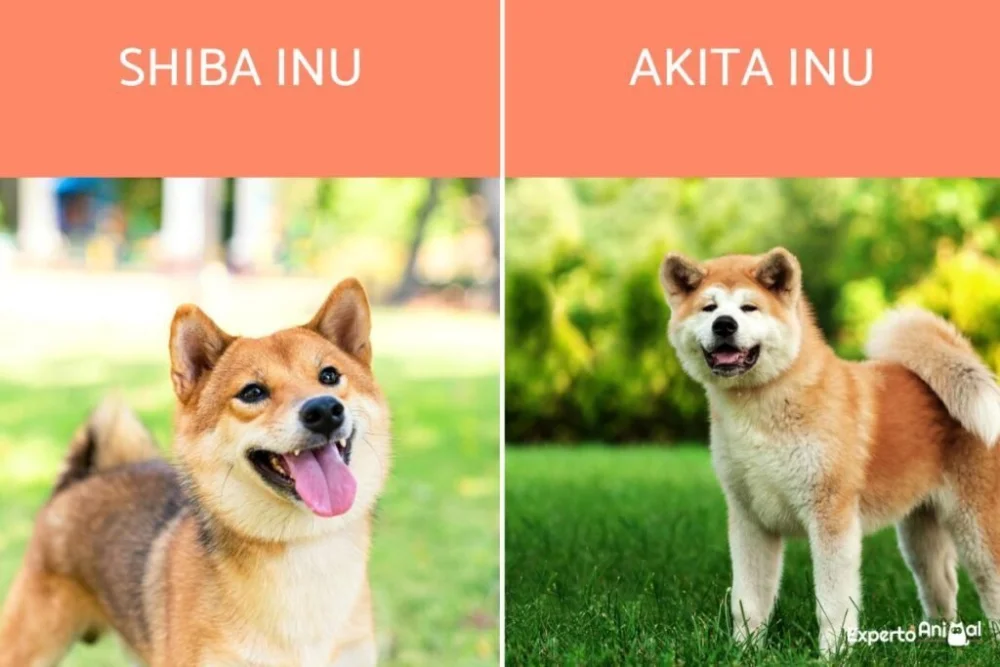 Diferencia entre Akita y Shiba Inu Estilo de vida
