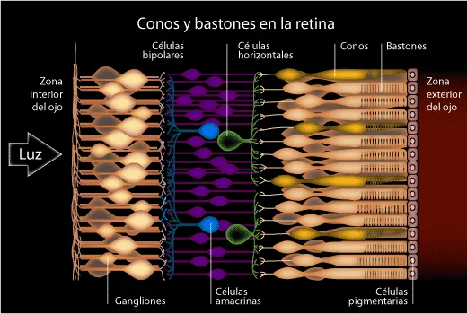 Diferencia entre bastones y conos