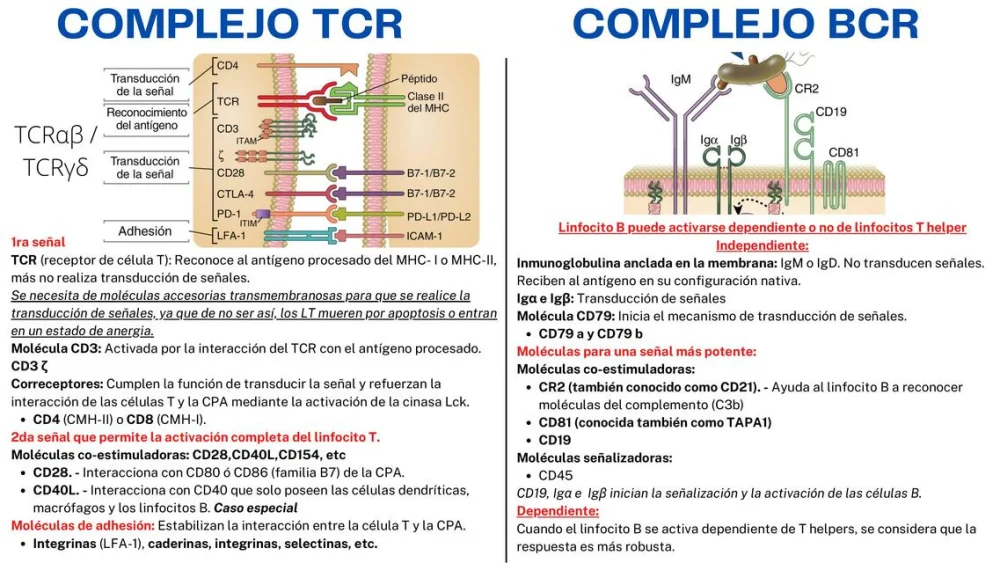 Diferencia entre BCR y TCR