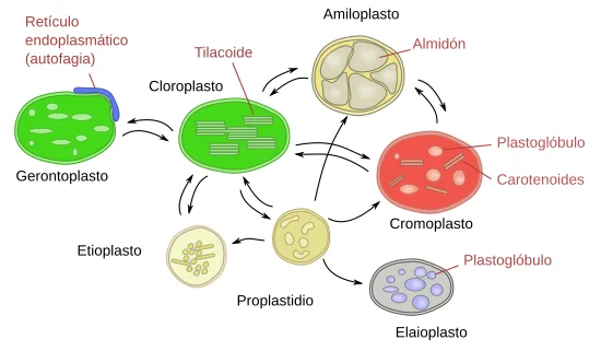 Diferencia entre cloroplasto y cromoplasto
