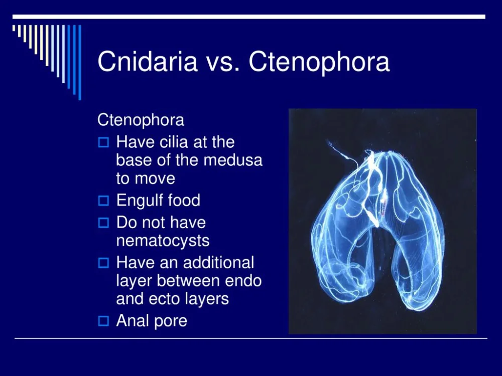 Diferencia entre cnidaria y ctenophora