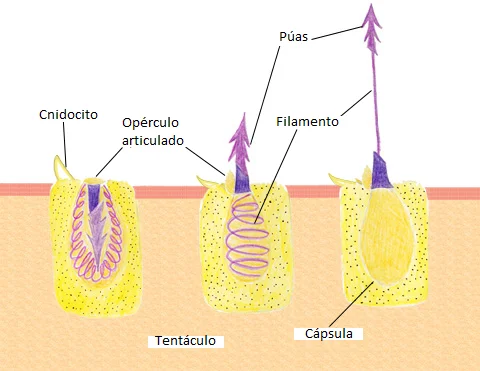 Diferencia entre cnidocito y nematocisto
