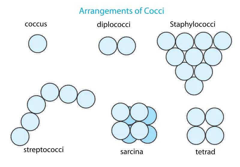 Diferencia entre cocos y bacilos