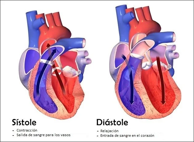 Diferencia entre diástole y sístole