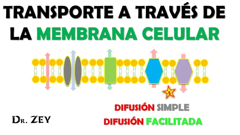 Diferencia entre difusión simple y difusión facilitada