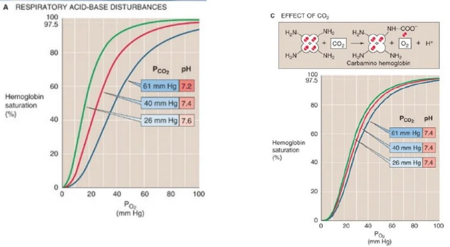 Diferencia entre el efecto Bohr y el efecto Haldane