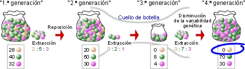 Diferencia entre el efecto fundador y el efecto cuello de botella