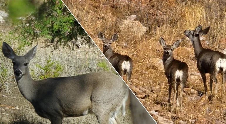 Diferencia entre el venado cola blanca y el venado mulo