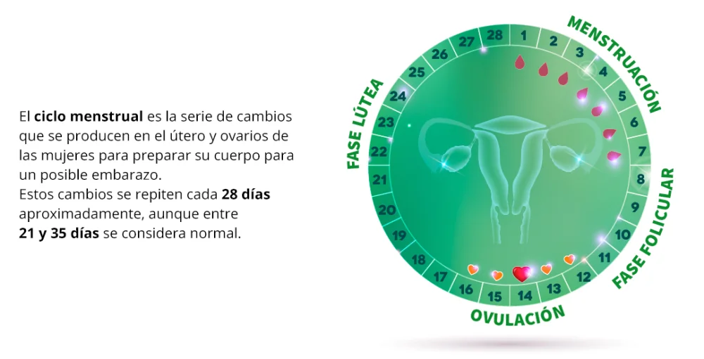 Diferencia entre fertilidad y ovulación