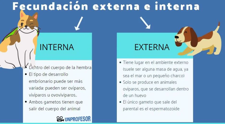 Diferencia entre fertilización interna y externa