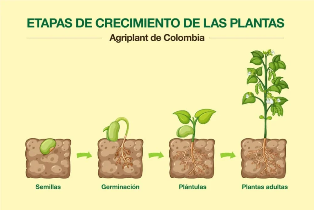 Diferencia entre fertilización y germinación