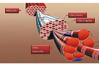 Diferencia entre fibras musculares de contracción rápida y lenta