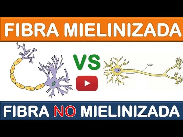 Diferencia entre fibras nerviosas mielinizadas y amielínicas