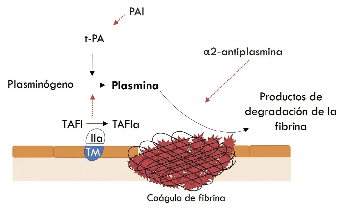 Diferencia entre fibrina y fibrinógeno
