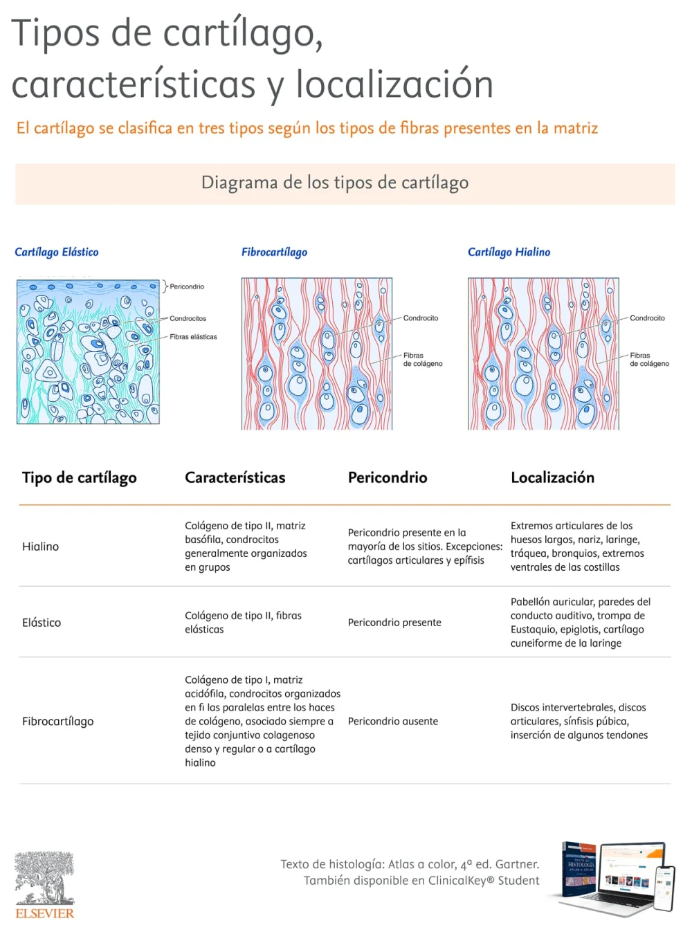 Diferencia entre fibrocartílago y cartílago hialino