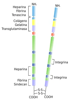 Diferencia entre fibronectina y laminina