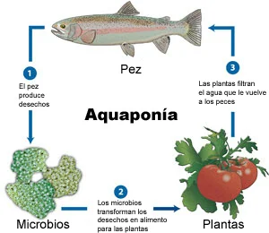 Diferencia entre hidroponía y acuaponía