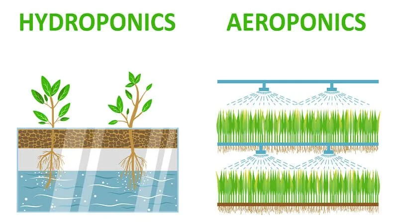 Diferencia entre hidroponía y aeroponía