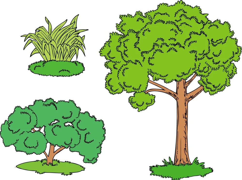 Diferencia entre hierbas arbustos y árboles