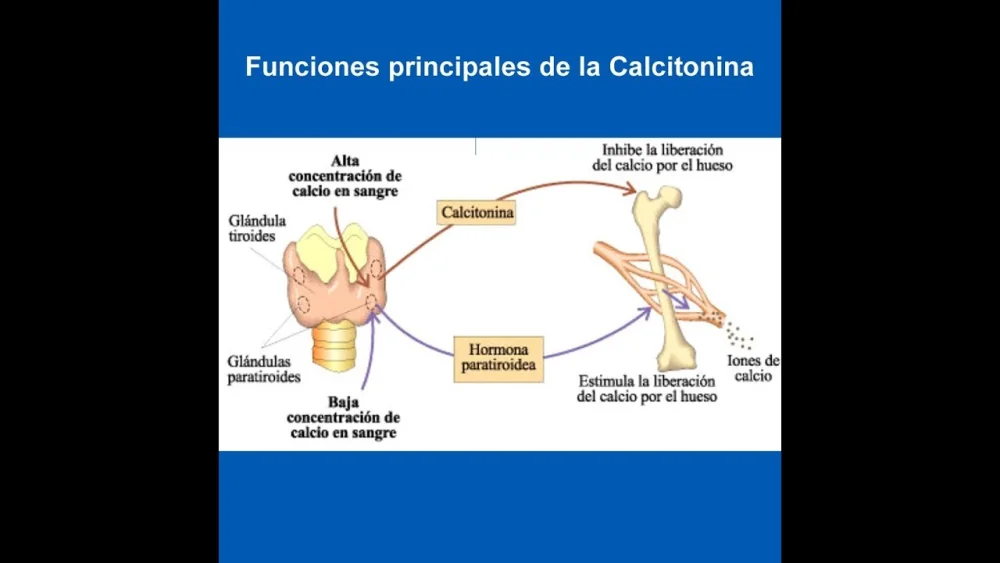 Diferencia entre la calcitonina y la hormona paratiroidea