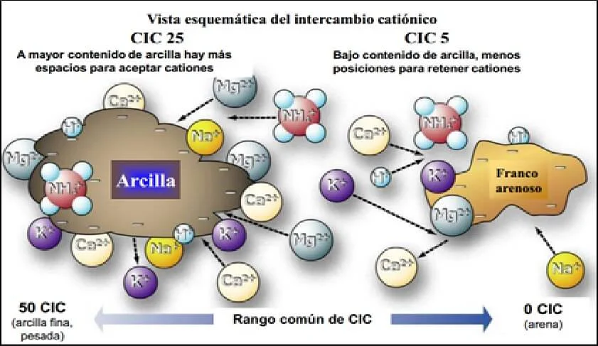 Diferencia entre la capacidad de intercambio catiónico y la capacidad de intercambio aniónico