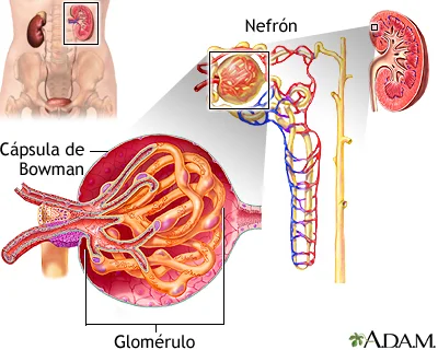 Diferencia entre la cápsula de Bowman y el glomérulo