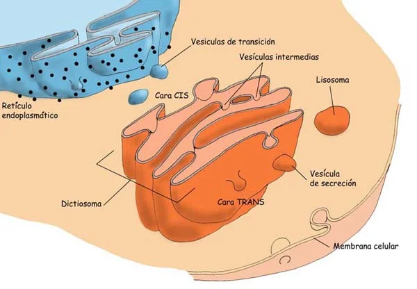 Diferencia entre la cara cis y trans del aparato de Golgi