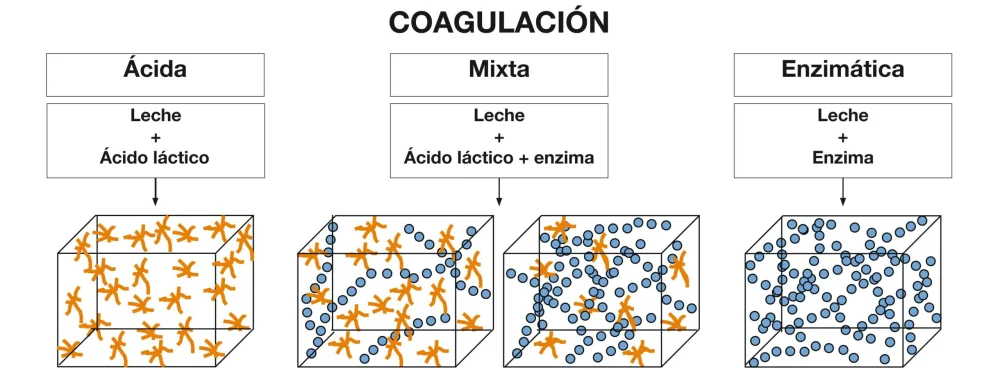 Diferencia entre la caseína ácida y la caseína del cuajo