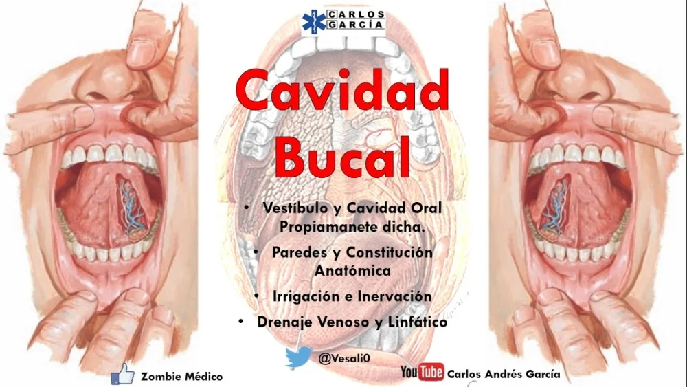 Diferencia entre la cavidad bucal y la cavidad oral