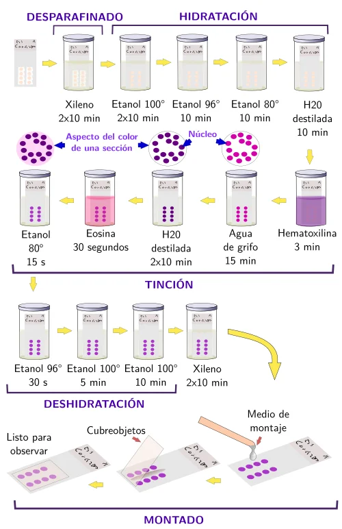 Diferencia entre la tinción regresiva y progresiva