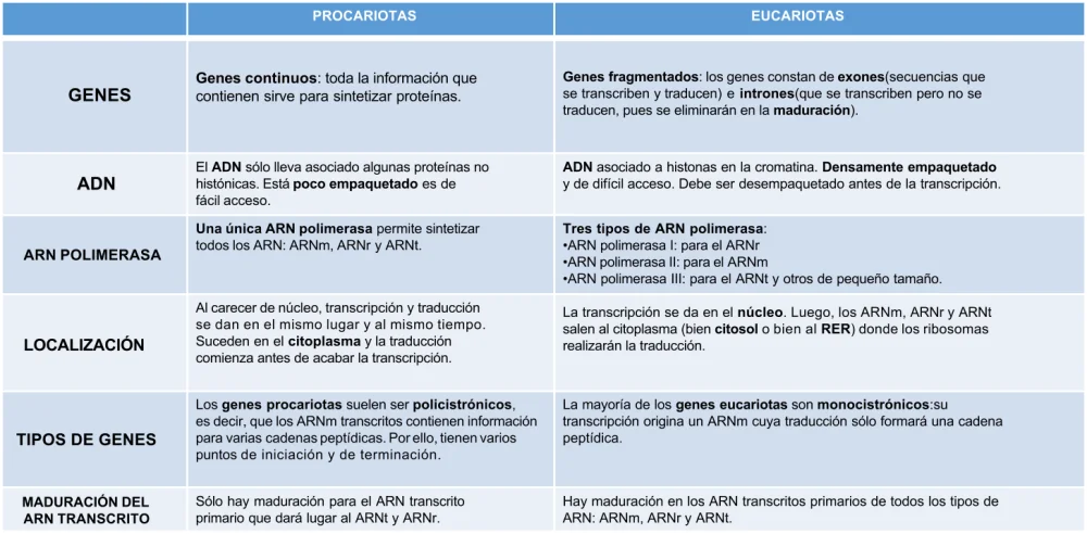 Diferencia entre la transcripción procariota y eucariota