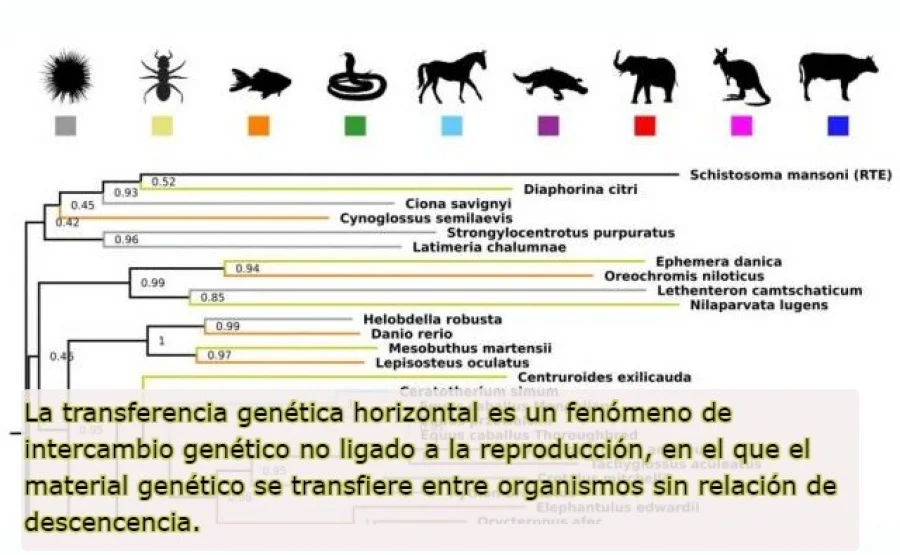 Diferencia entre la transferencia vertical y horizontal de genes